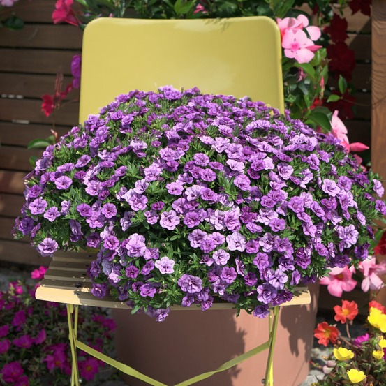 Mini-pétunia à fleurs doubles violettes - le pot / ø 10,5cm, vendu par lot de 2