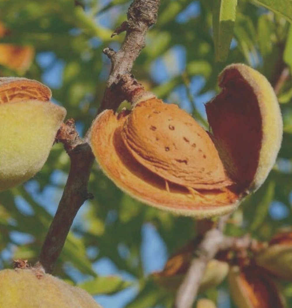 Prunus dulcis var. Largueta (amandier productif, fruit croquant allongé) pot de 9 litres -140/160 cm