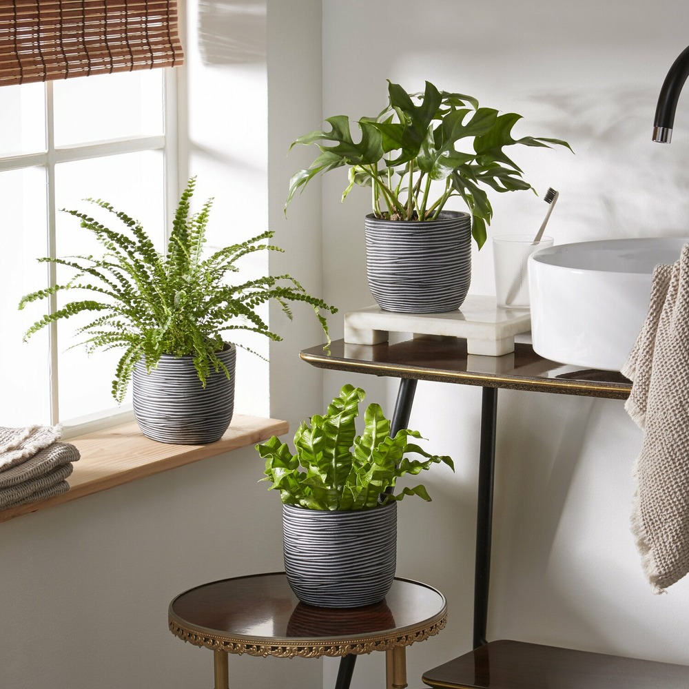 Collection de 3 plantes d'intérieur pour la salle de bain - les 3 pots / ø 12cm / hauteur livrée 20-30cm
