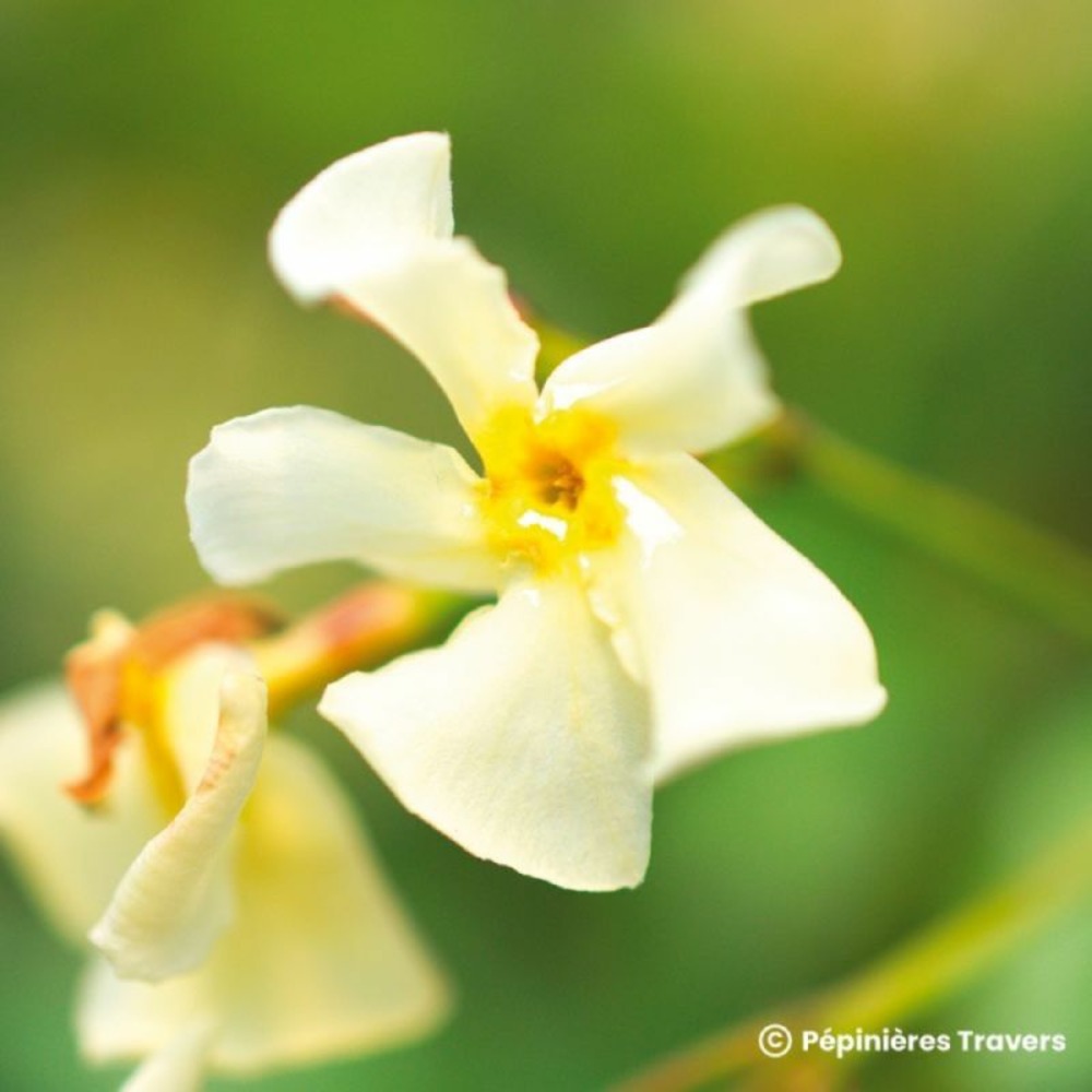 Faux jasmin jaune (trachelospermum asiaticum)