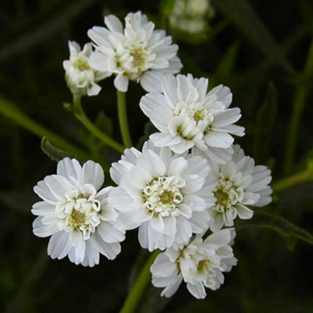 2 AchillÃ©es Ptarmique 'Boule de Neige' (AcâŠ