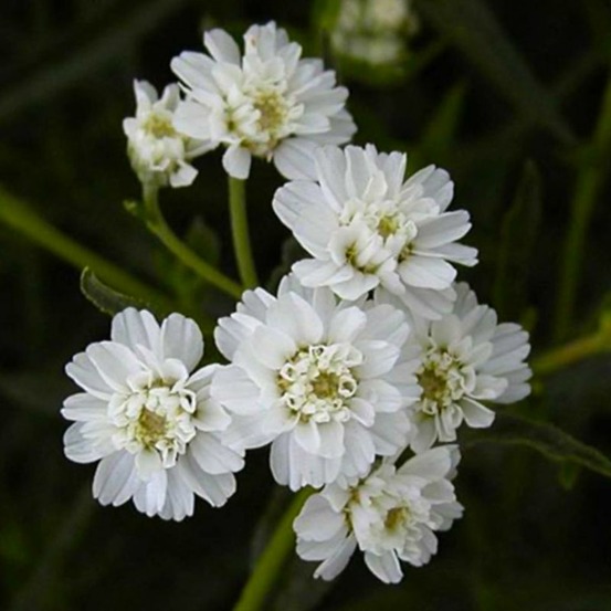 2 Achillées Ptarmique 'Boule de Neige' (AcâŠ