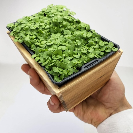 Graines de micro pousses de basilic citron