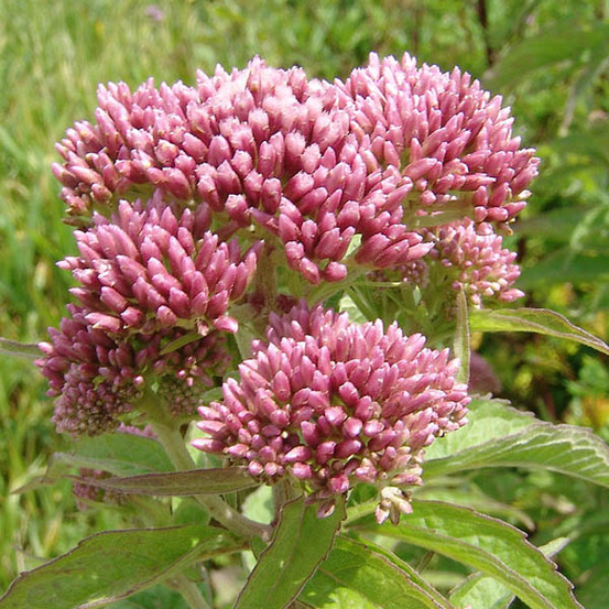 6 x eupatoire maculée 'riesenschirm' - eupatorium maculatum 'riesenschirm' - godet 9cm x 9cm