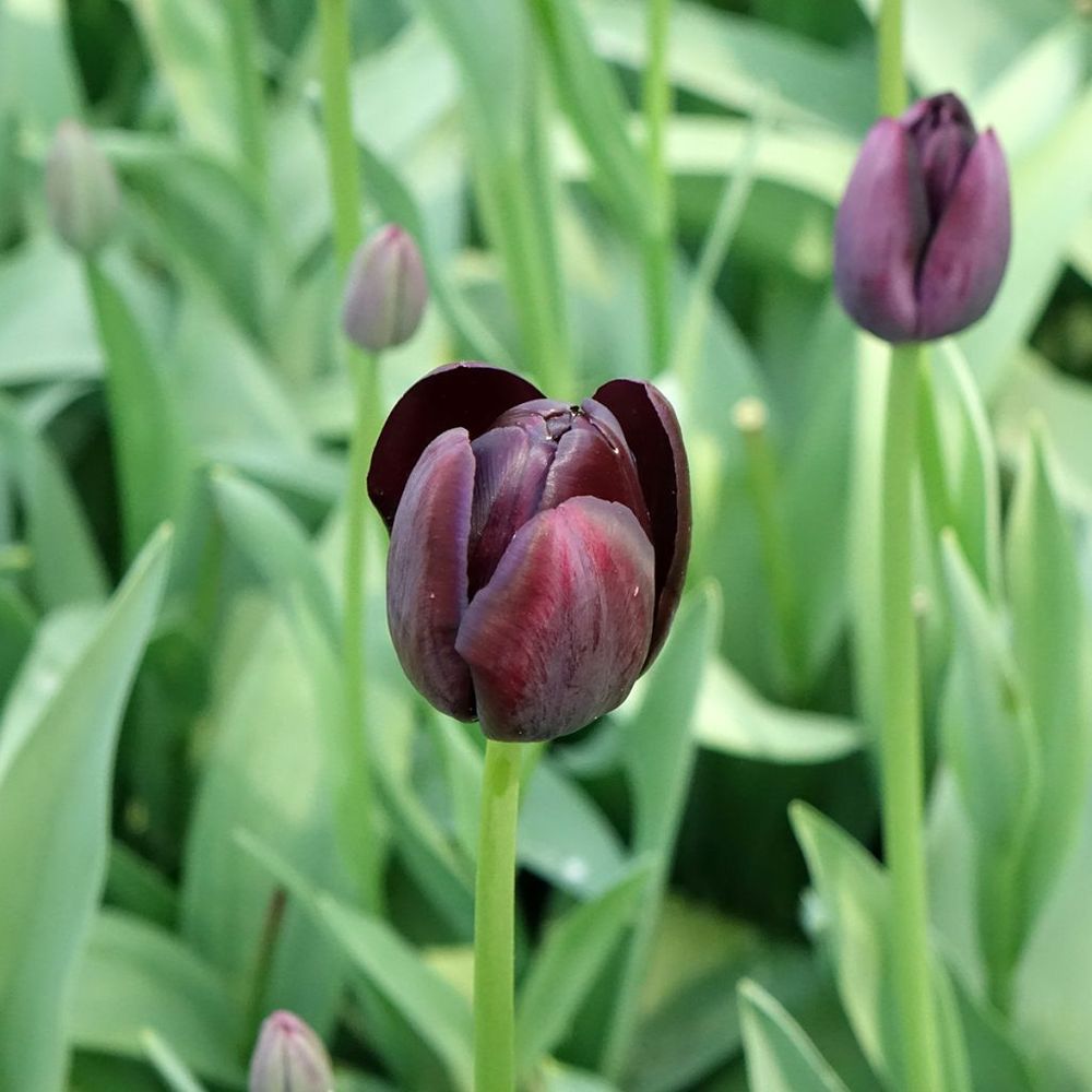 Tulipe simple tardive 'queen of the night' bulbe calibre 12+ (par 10)