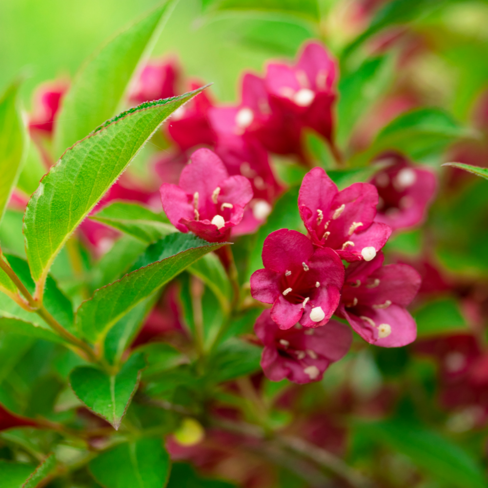Weigela bistrol ruby - weigela bistrol ruby pot 3l