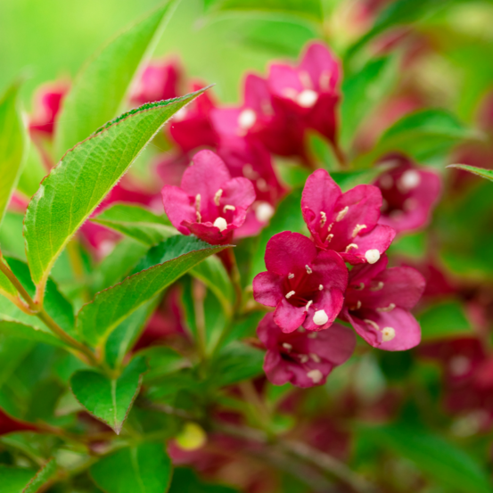 Weigela bistrol ruby - weigela bistrol ruby pot 3l