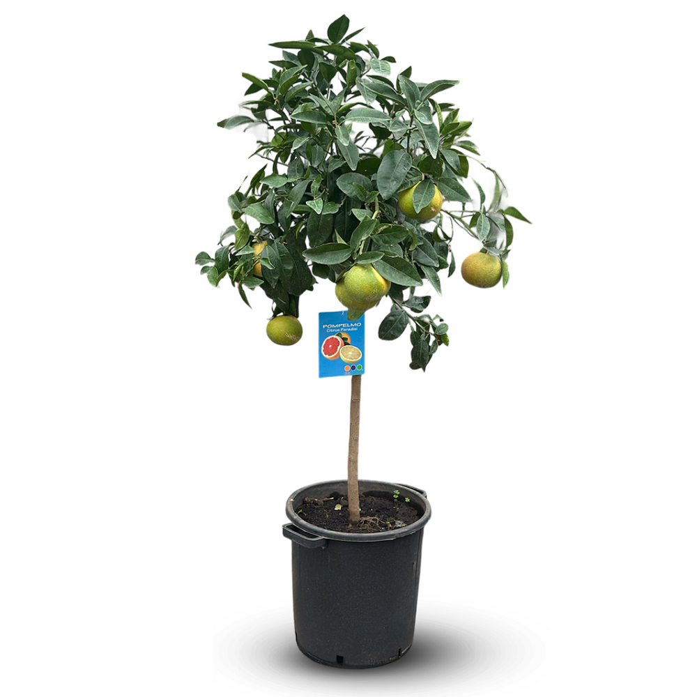 Pamplemoussier- pomelos - citrus × paradisi - agrume méditerranéen - arbre fruitier - ↕ 130-150 cm - ⌀ 35 cm