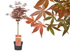 Acer palmatum 'shaina' - érable japonais - pot 19cm - hauteur 80-90cm