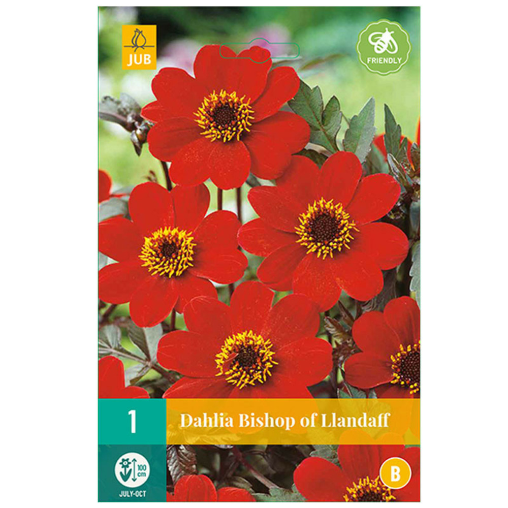 1 dahlia bishop of llandaff rouge