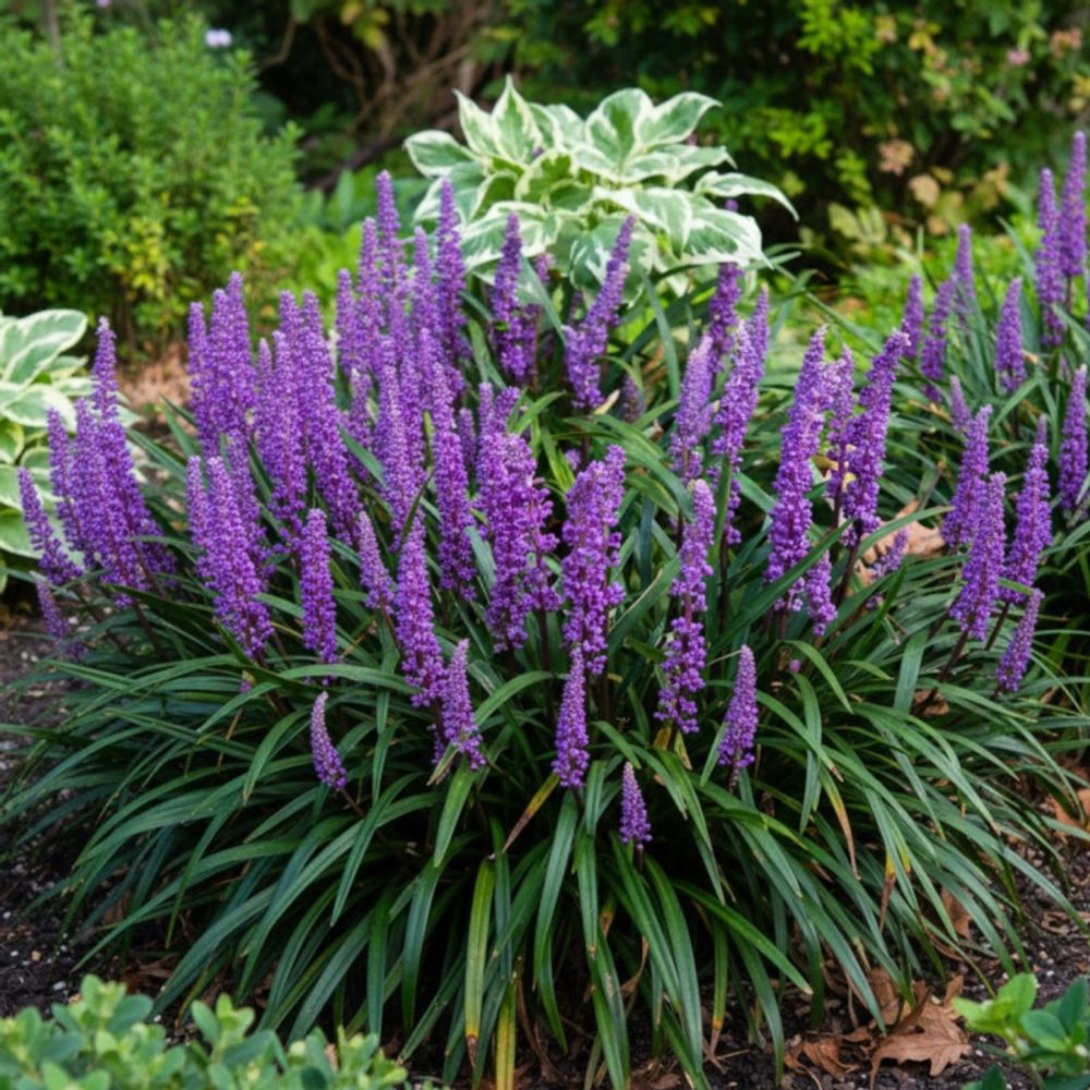 Liriope muscari lot de 5 godets