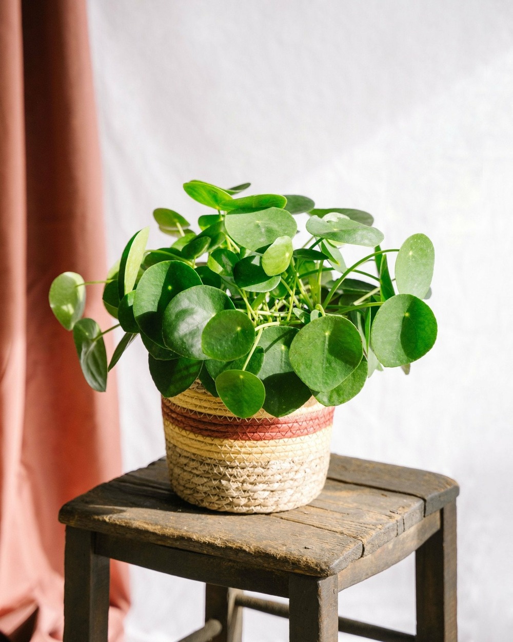 Pilea peperomioides 30cm - plante d'intérieur