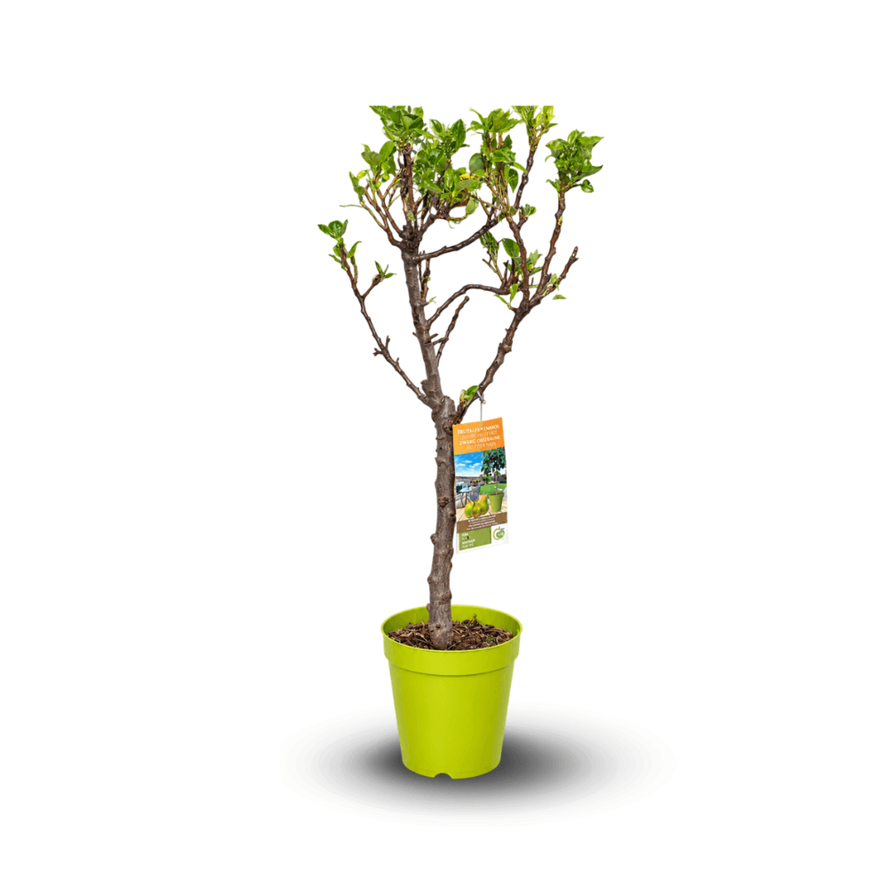 Poirier – Pyrus communi - arbre fruitier – variété compacte - ↕ 80-90 cm – ⌀ 20 cm