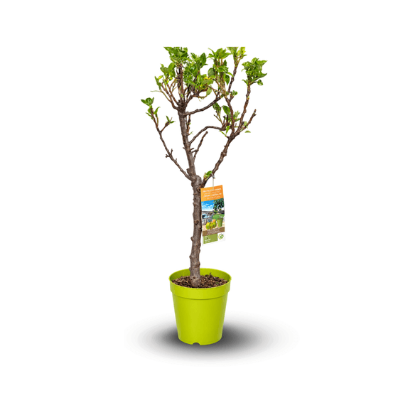 Poirier – Pyrus communi - arbre fruitier – variété compacte - ↕ 80-90 cm – ⌀ 20 cm