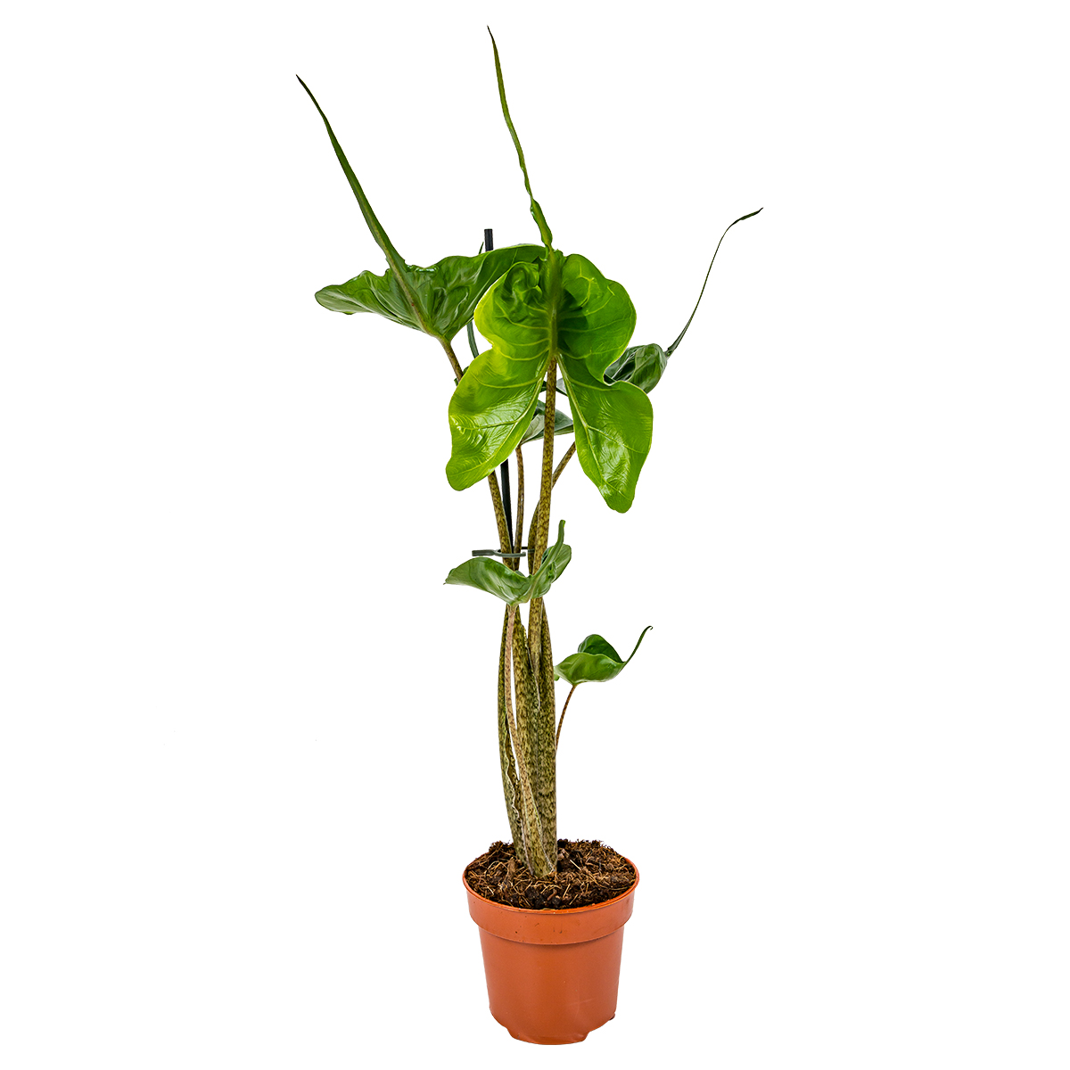 Alocasia - alocasia 'stingray' par unité - plante d'intérieur en pot de culture ⌀12 cm - ↕40 cm