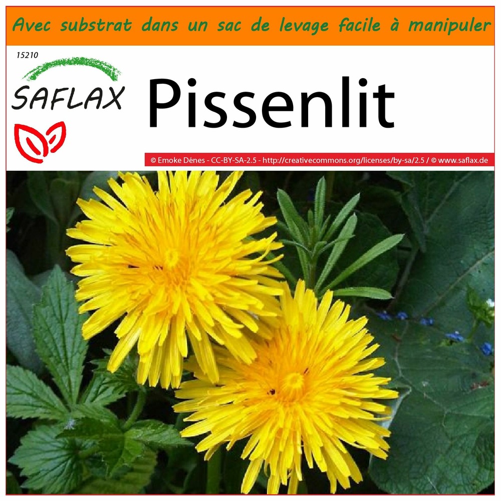 Garden in the bag - pissenlit - 200 graines - taraxacum officinale