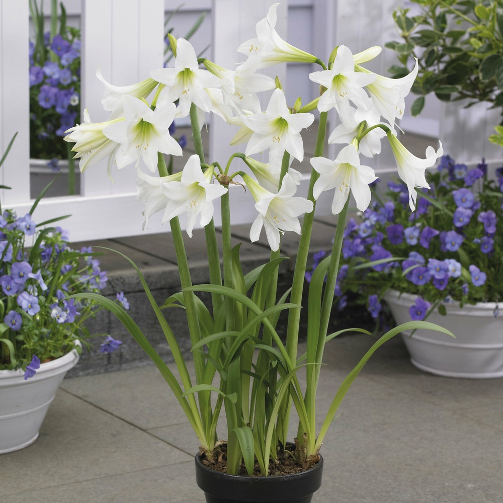 3 amaryllis de jardin sonatini blanc - le sachet de 3 bulbes / circonférence 13cm+, vendu par lot de 2