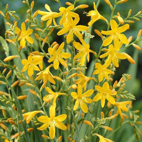 6 x montbretia 'george davidson' - crocosmia 'george davidson' - godet 9cm x 9cm