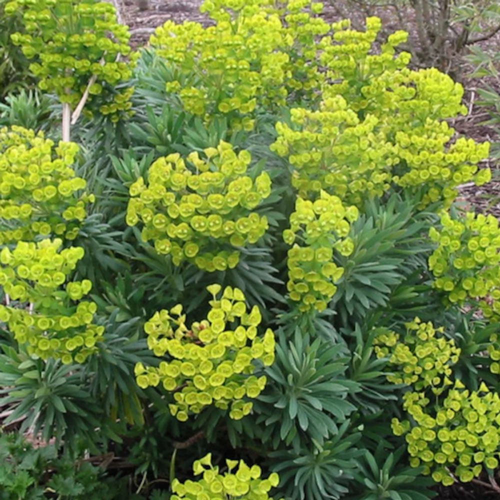 Euphorbe des vallons wulfenii pot de 3l - touffe