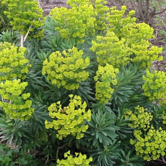 Euphorbe des vallons wulfenii pot de 3l - touffe