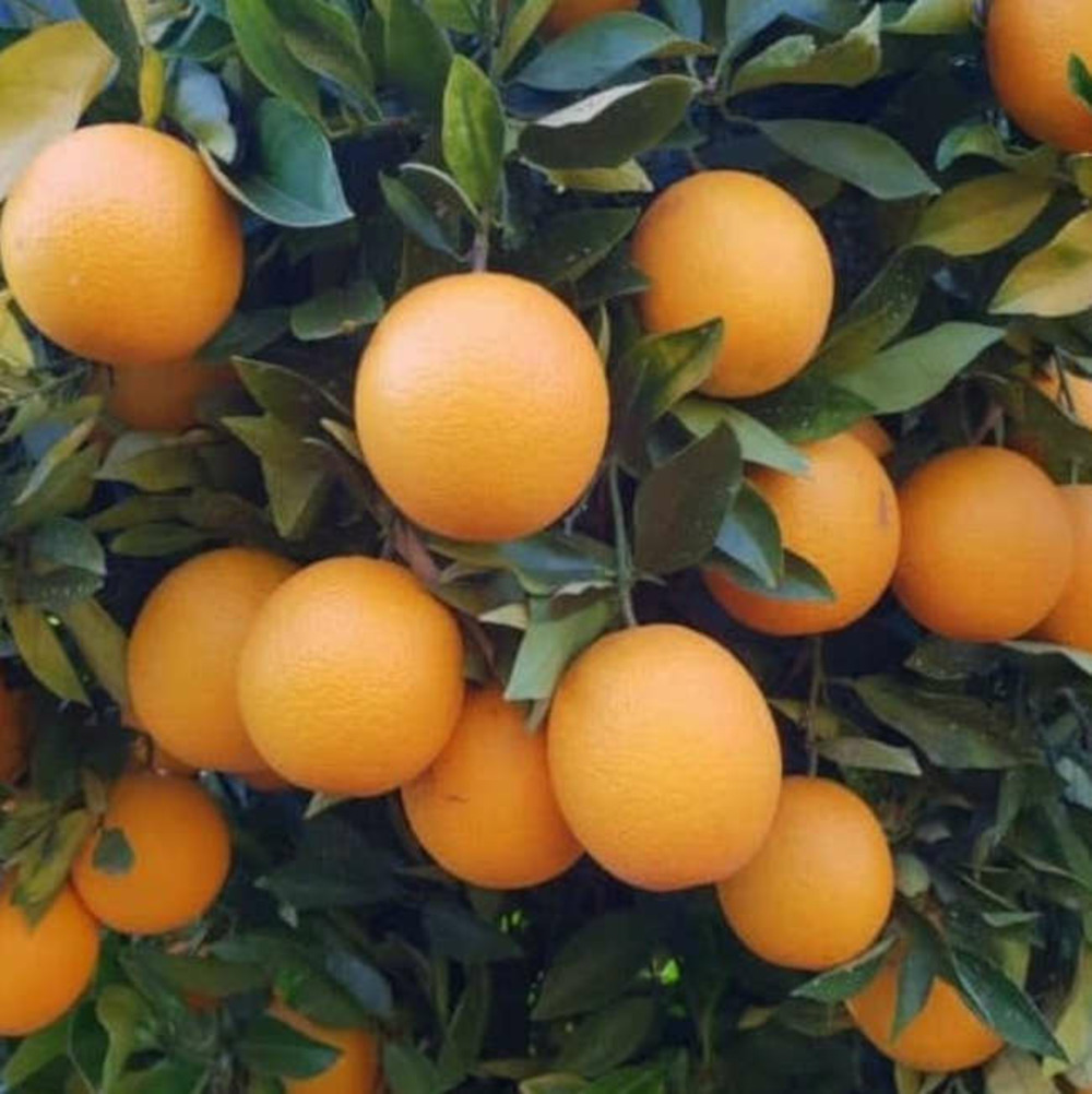 Citrus sinensis var.valencia midknigh (oranger gros fruit sans pépins) pot de 9 litres -140/160 cm