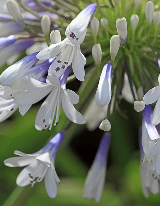 Agapanthe 'queen mum' godet de 8/9 cm