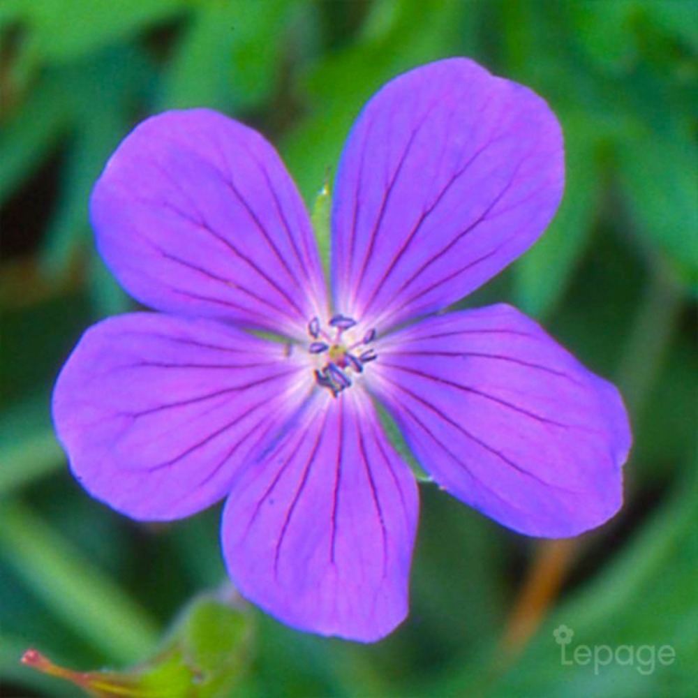 2 Géraniums Vivace 'Nimbus' (Géranium 'Nim…