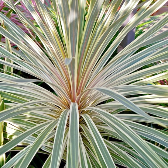 Cordyline australe 'pink champagne' pot de 3l/4l