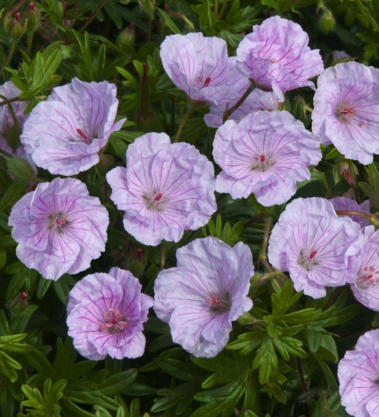 Geranium lancastriense