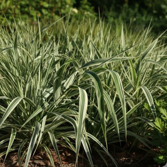 Ruban de bergère, phalaris lot de 9 godets
