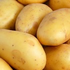 25 pommes de terre goldmarie, les 25 plants / circonférence 28-40mm