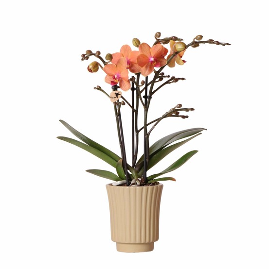 Orchidée corail et son pot kaki - hauteur 35cm