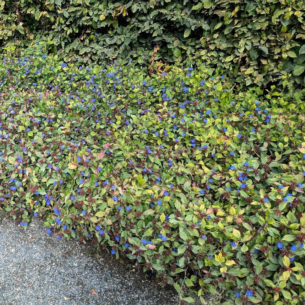 Dentelaire rampante, ceratostigma lot de 3 godets