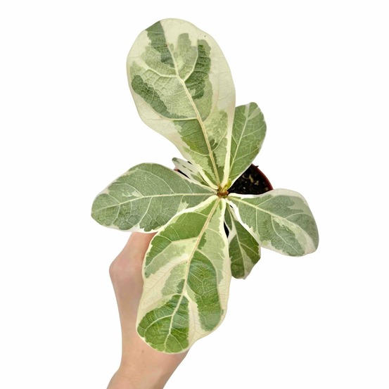 Ficus lyrata variegata - pot de 10,5cm