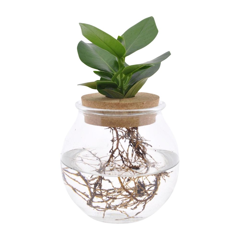 Clusia in bolglas + klikkurk - ø12cm - ↕30cm - plantes d'intérieur