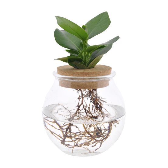 Clusia in bolglas + klikkurk - ø12cm - ↕30cm - plantes d'intérieur