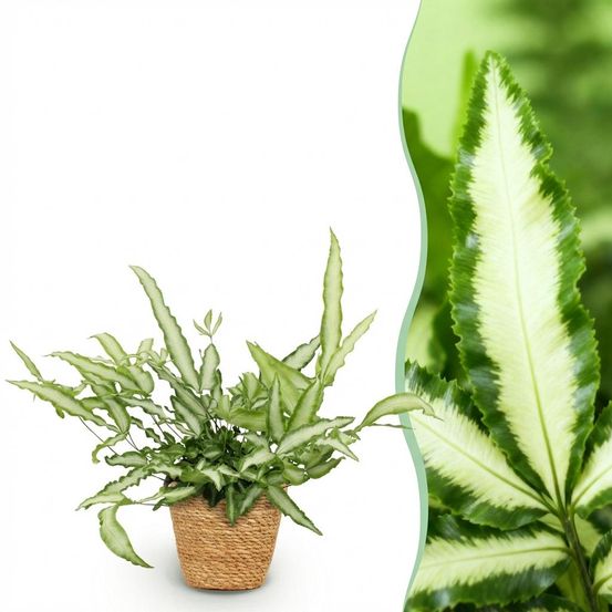 Pteris cretica albolineata - pet-friendly - plante fougère - pot de 12cm - hauteur 20-30cm - plantes d'intérieur