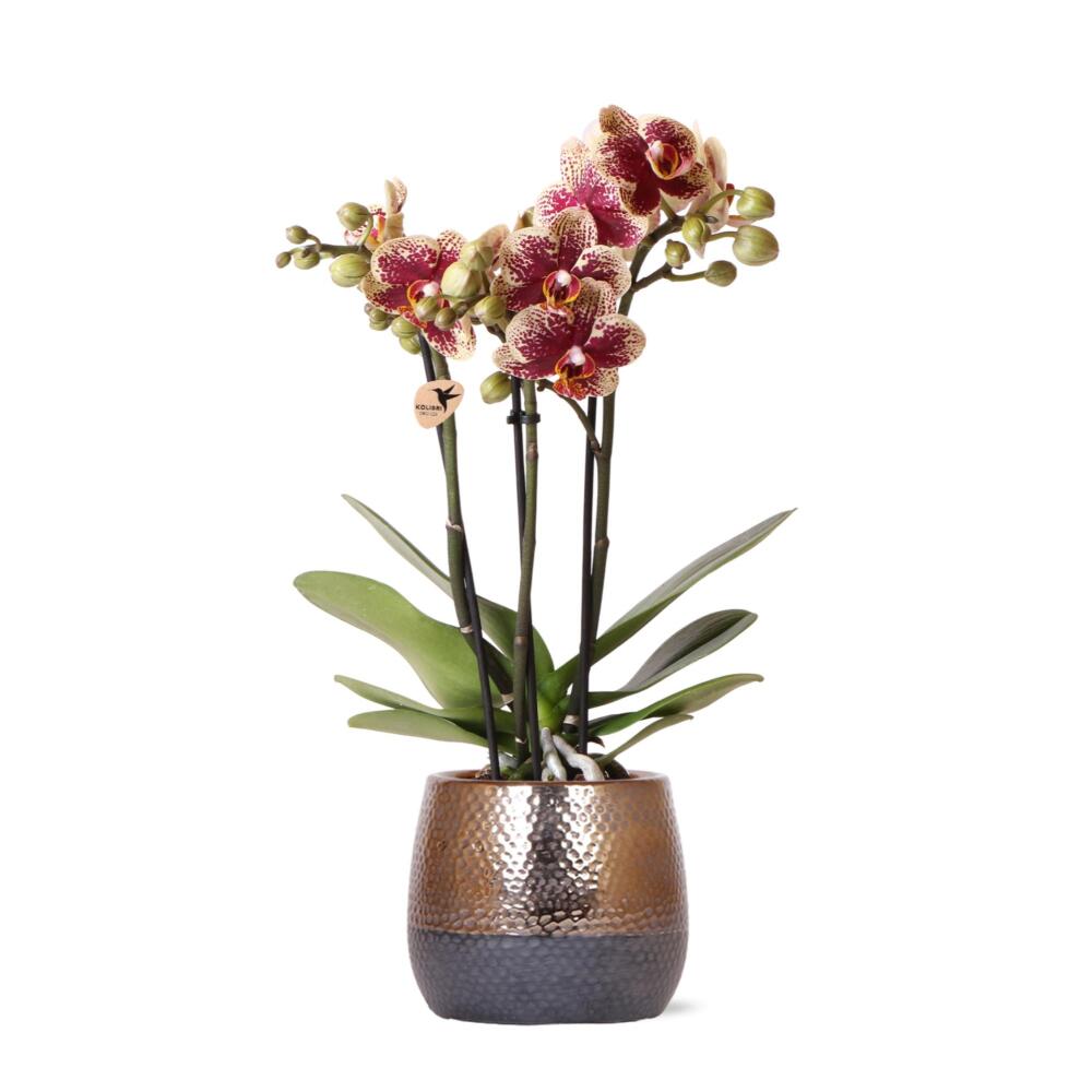 Kolibri orchids - gelb rote phalaenopsis orchidee - spanien + elite ziertopf kupfer - topfgröße 9cm