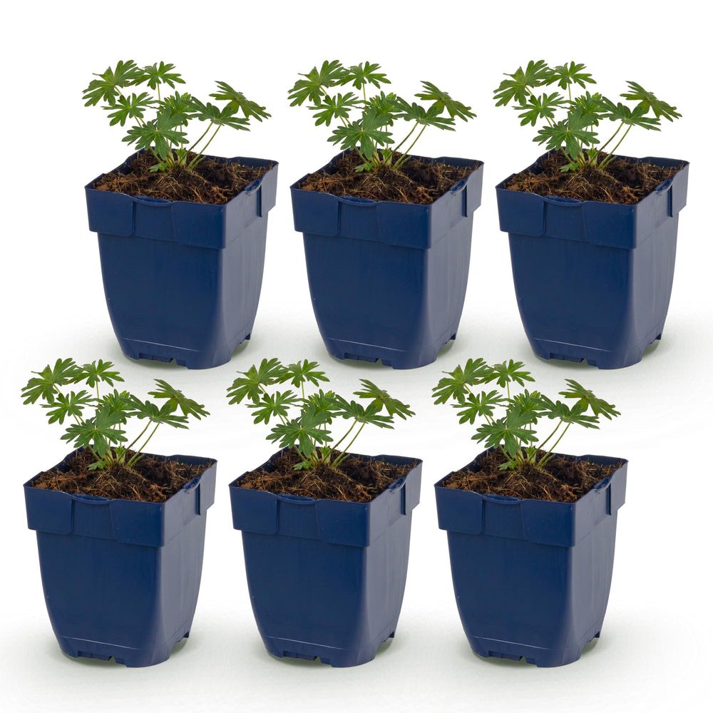Géranium sanguin album - lot de 6 - h 15-25 cm, pot ø11 cm