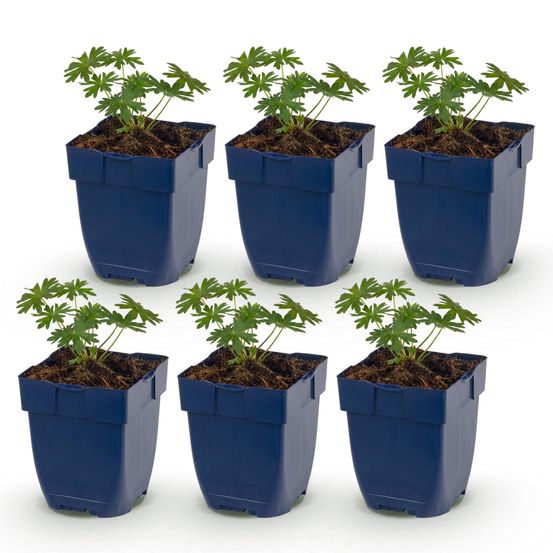 Géranium sanguin album - lot de 6 - h 15-25 cm, pot ø11 cm