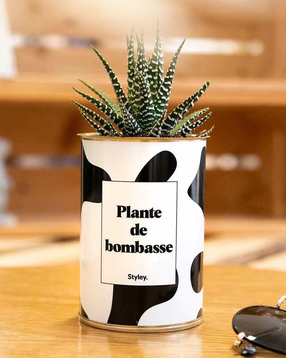 Plante à message - plante de bombasse - cactus