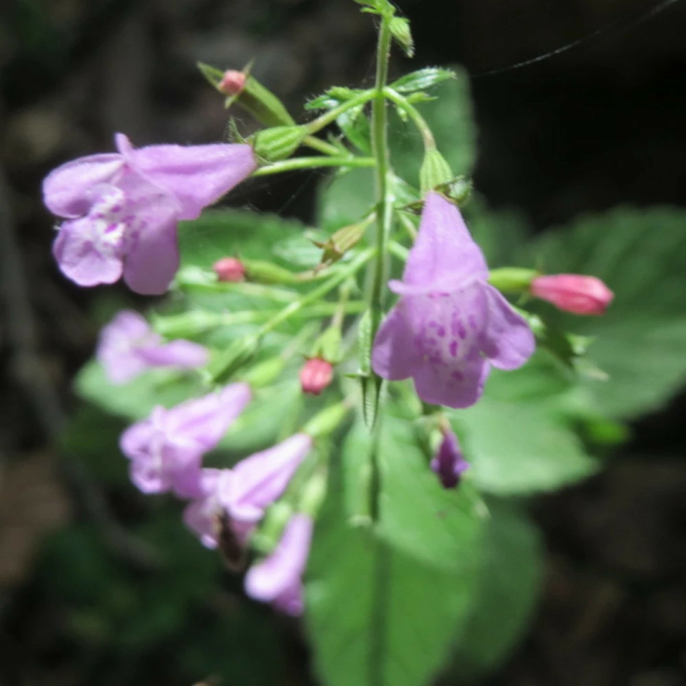 Calament sylvestre - sans traitement lot de 9 godets