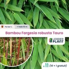 11 x bambou fargesia robusta tauro en pot de 1 l