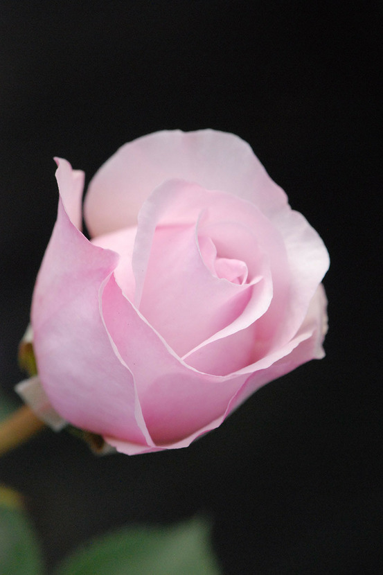 Rosier david austin 'olivia rose' ? - en pot de 5 litres