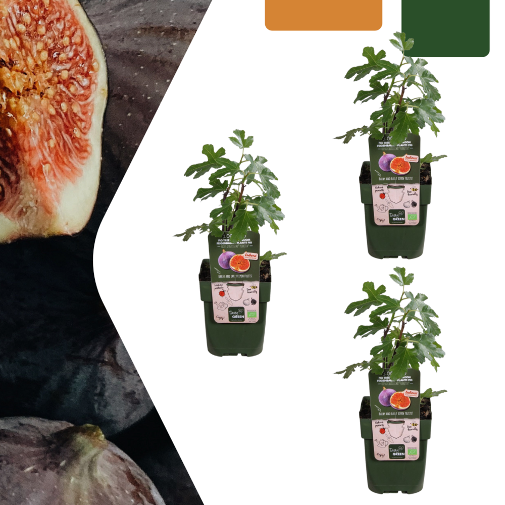 Lot de 3 - figuier bio - h20 cm