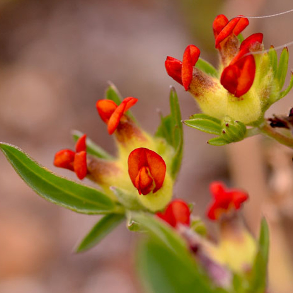 Anthyllis 'var. Coccinea' godet de 8/9 cm
