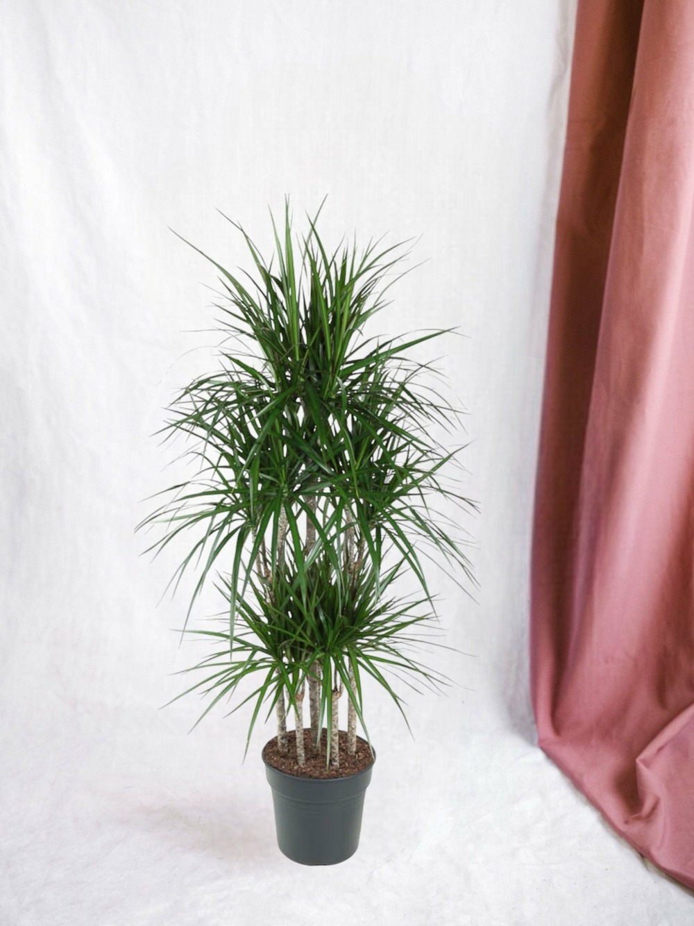 Dracaena marginata carrousel - 160 cm - ø31 160cm - plante d'intérieur