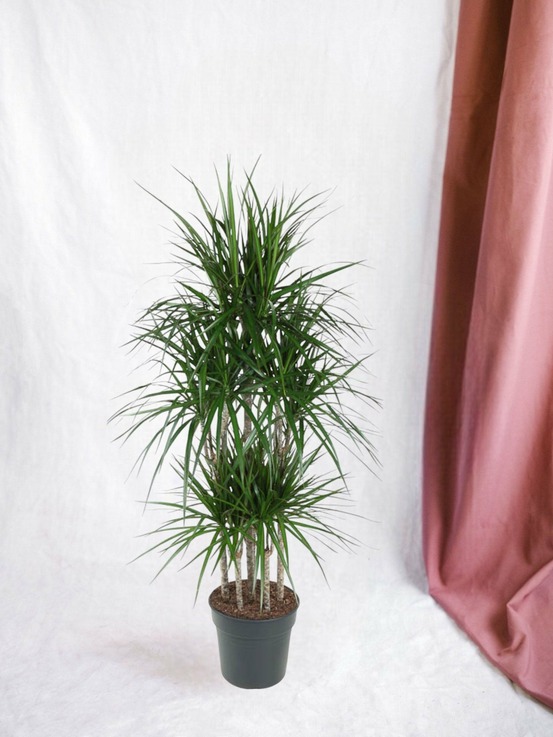 Dracaena marginata carrousel - 160 cm - ø31 160cm - plante d'intérieur