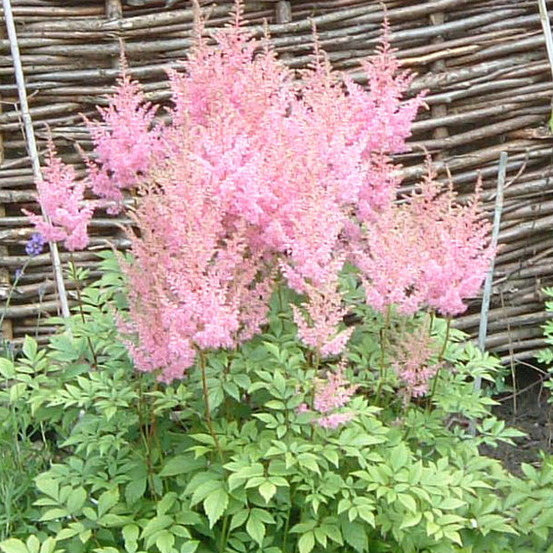 Astilbe d'arends 'anita pfeifer' godet de 8/9 cm