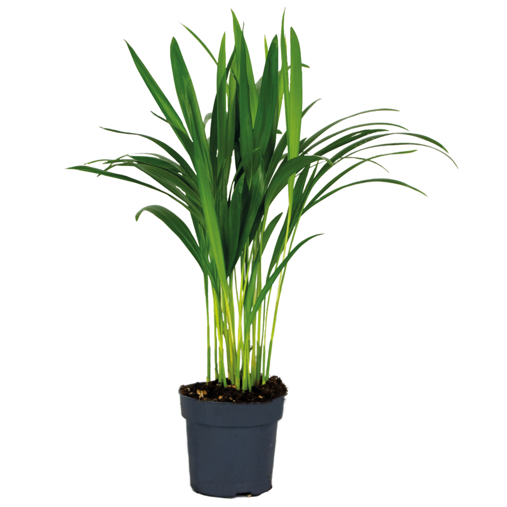 Dypsis lutescens - palmier areca - plante d’intérieur - dépolluante - 30-40 cm de haut - pot 12 cm